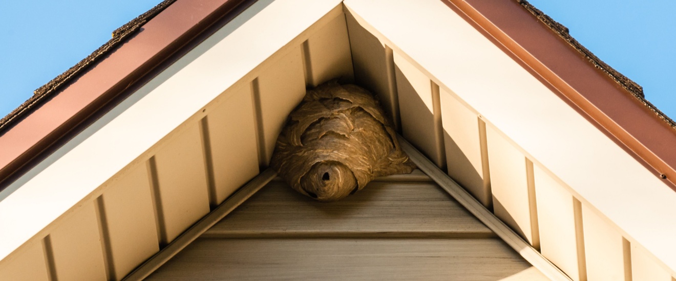How to Spot a Wasp Nest in Your Newport Beach Home or Yard
