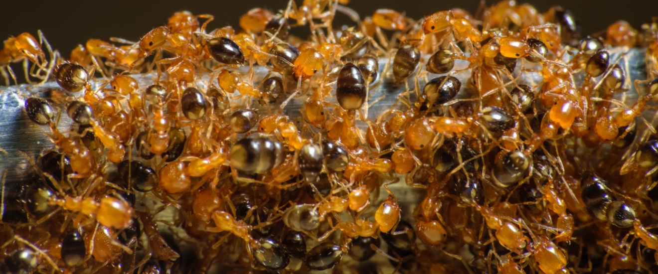 Expert Ant Exterminator in Costa Mesa, CA