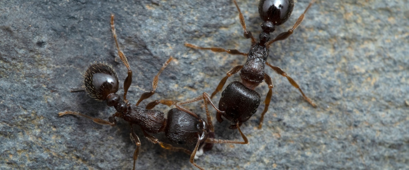 The Most Common Ants in Orange County and How to Get Rid of Them