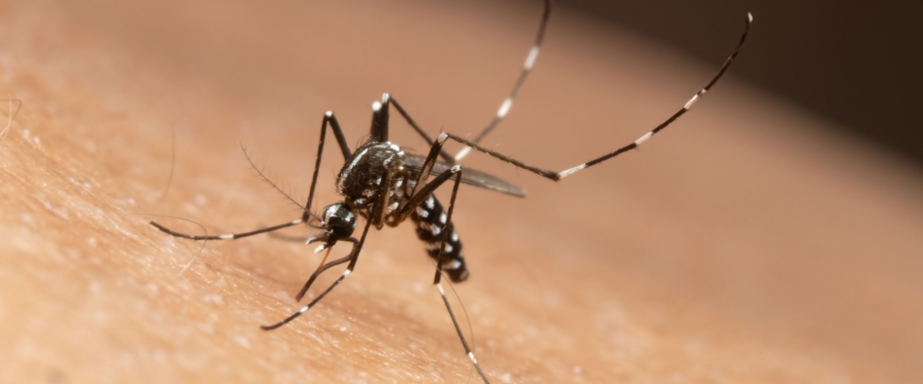 Why Newport Beach Yards Attract Mosquitoes (and What to Do About It)