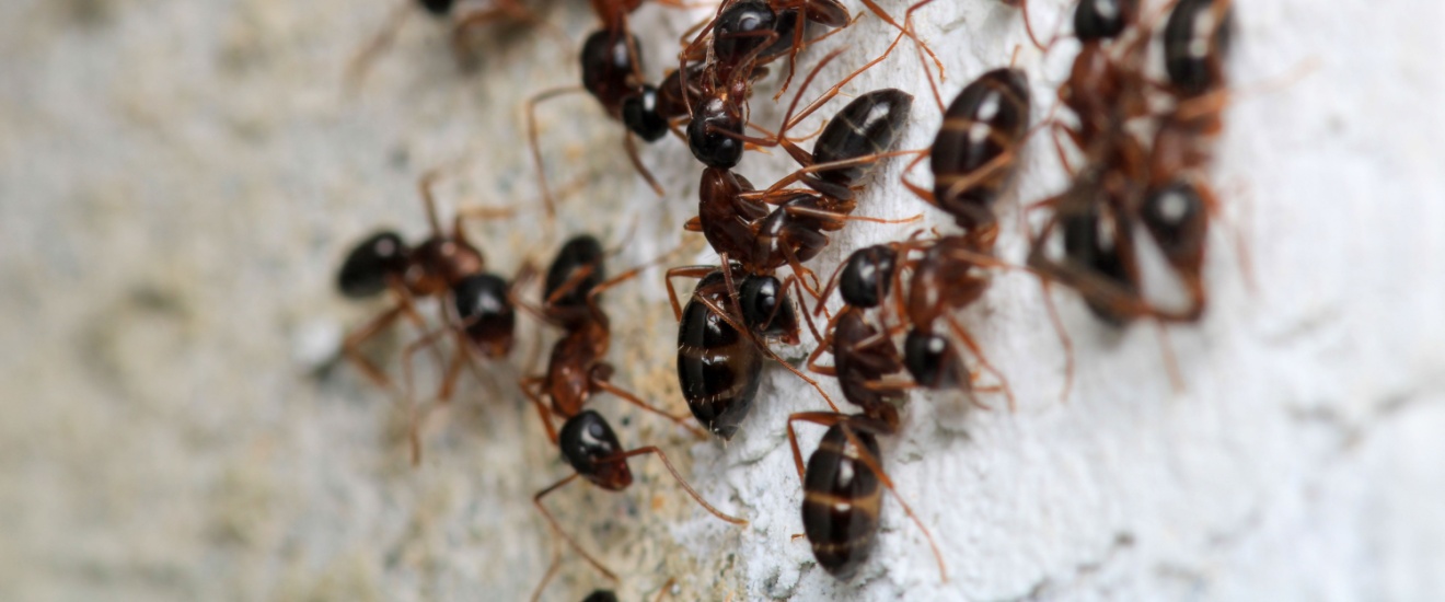 Best Ant Control Services in Newport Beach: What You Should Know