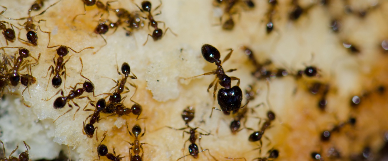 Who’s the Best Pest Control Company for Getting Rid of Ants in Orange County?