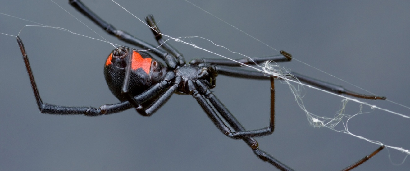 Who’s the Best Pest Control Company for Getting Rid of Spiders in Orange County?