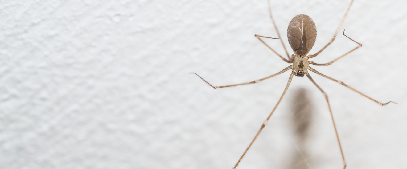 Top 10 Reasons to Choose Crest Pest Control for Spider Control