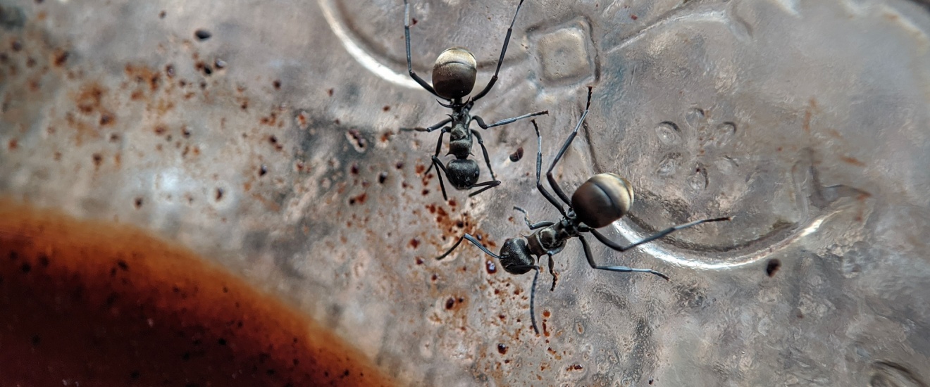Top 8 Reasons to Choose Crest Pest Control for Ant Control