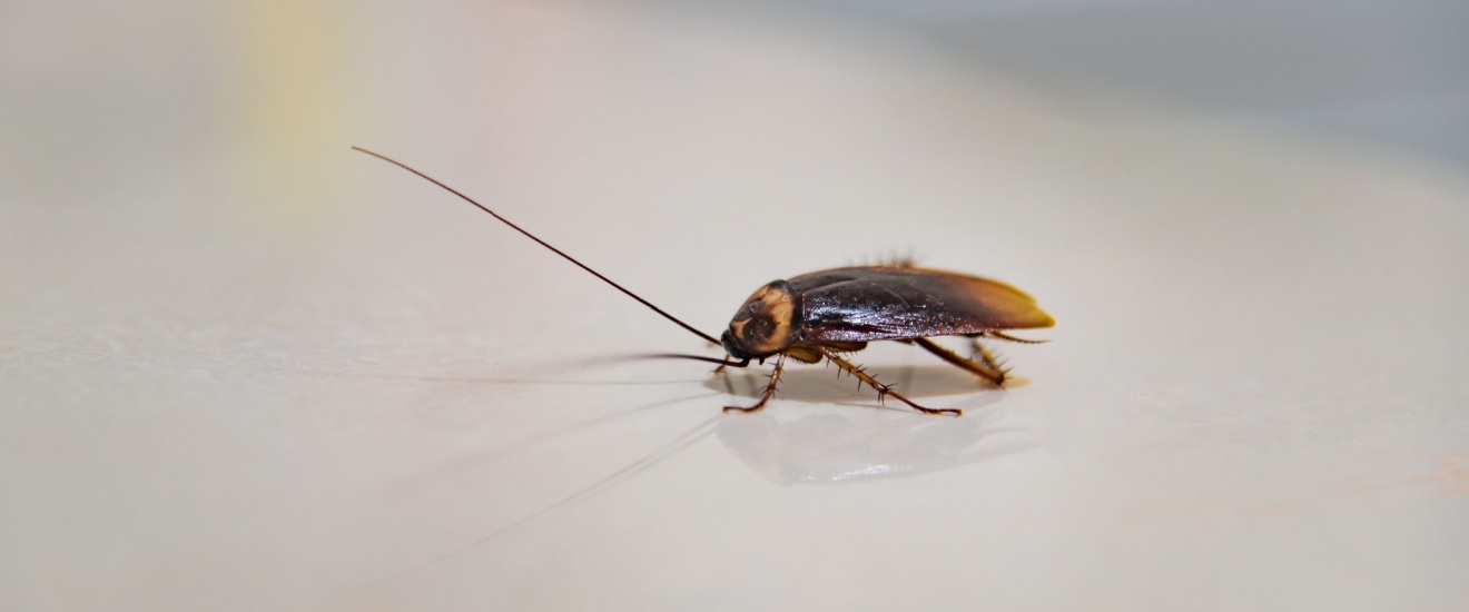 Who’s the #1 Exterminator for Cockroach Infestations in Orange County?