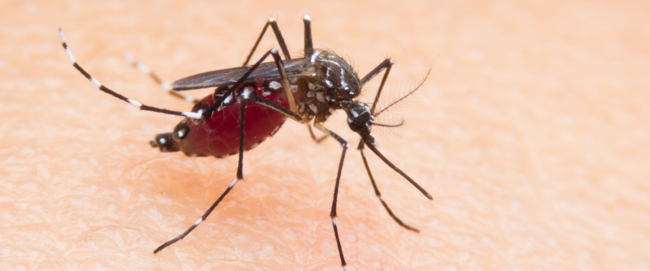 Top 10 Reasons to Choose Crest Pest Control for Mosquito Control