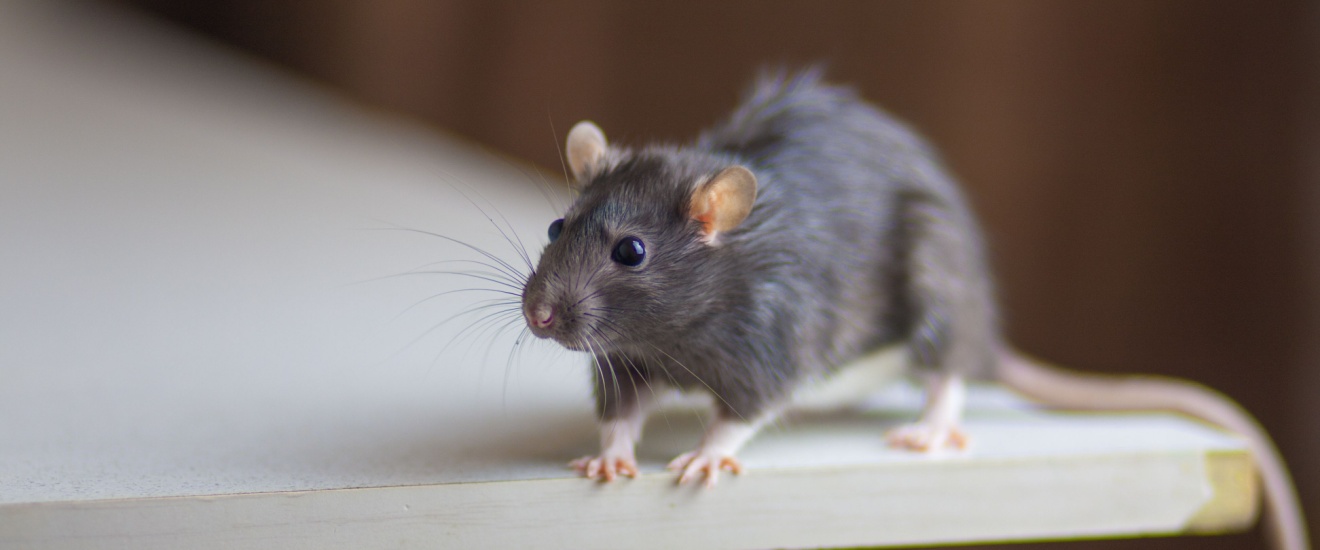 Common Entry Points Rodents Use in Newport Beach Homes