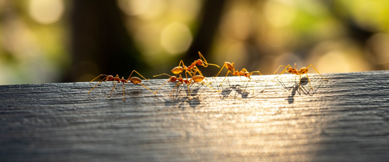 How Orange County Landscaping Attracts Ants to Your Home