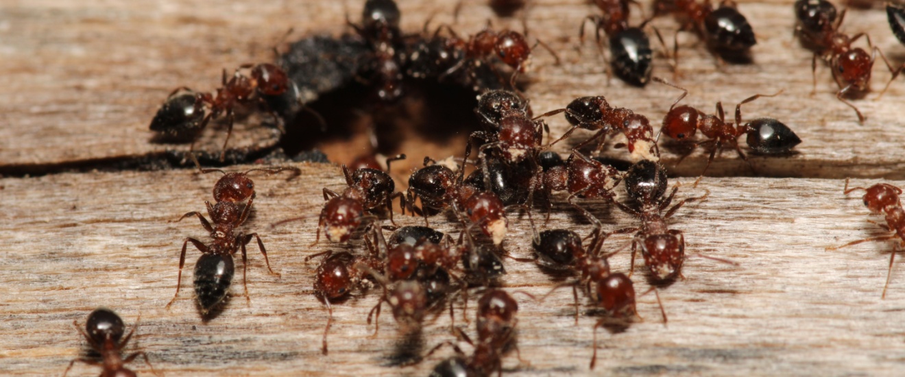 The Most Common Ant Species Found in Orange County—and How to Control Them