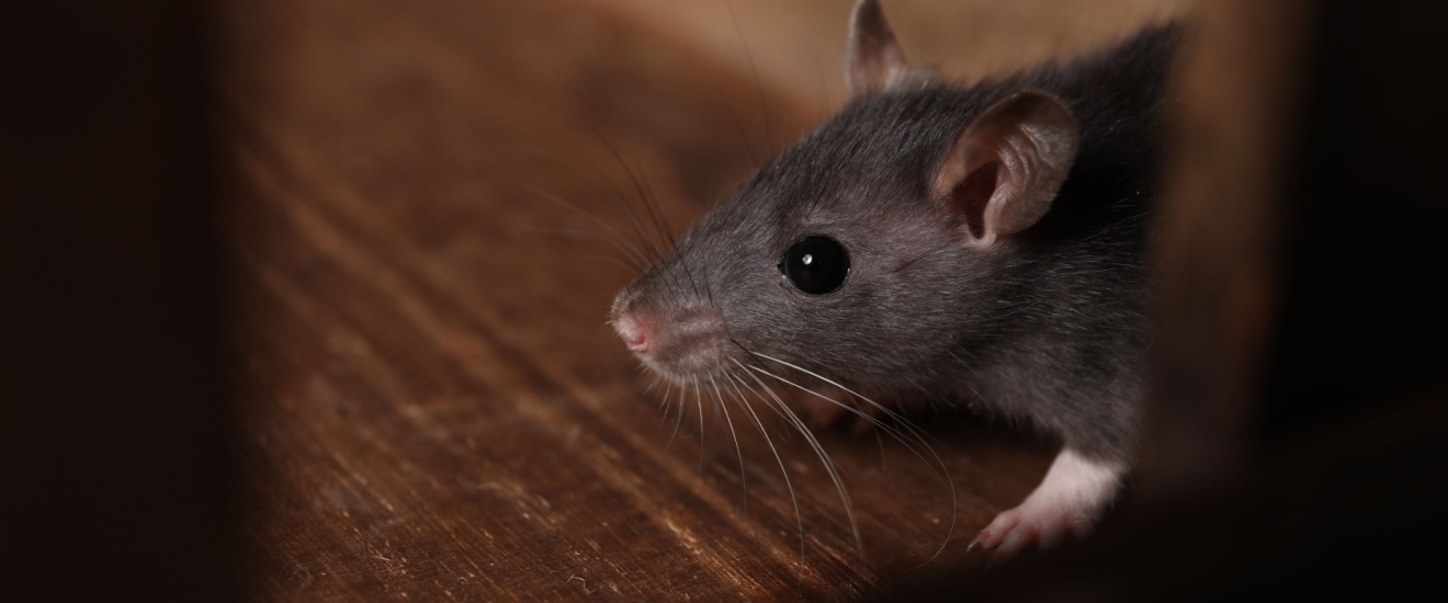 When to Call a Rodent Control Expert in Newport Beach