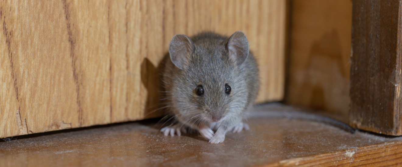 Best Rodent Exterminators in Newport Beach, CA