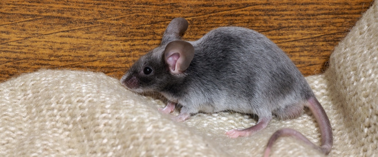 Professional Rodent Control in Orange County: What Homeowners Should Expect